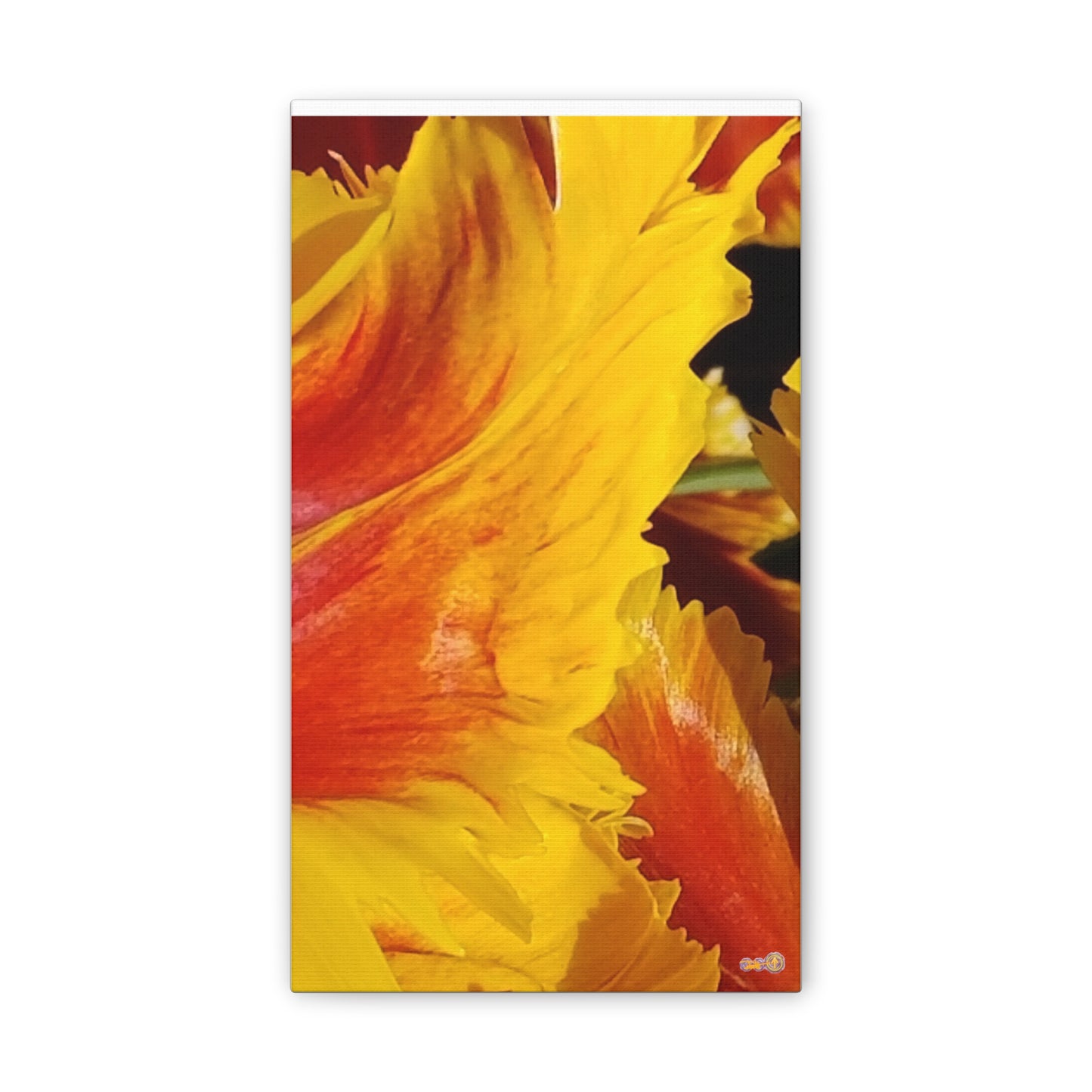 Fiery Yellow Red Tulip Canvas
