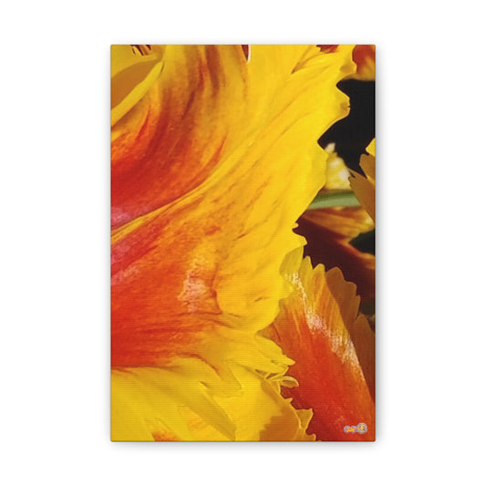 Fiery Yellow Red Tulip Canvas