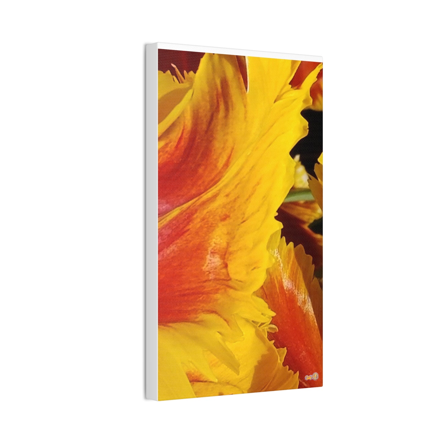 Fiery Yellow Red Tulip Canvas