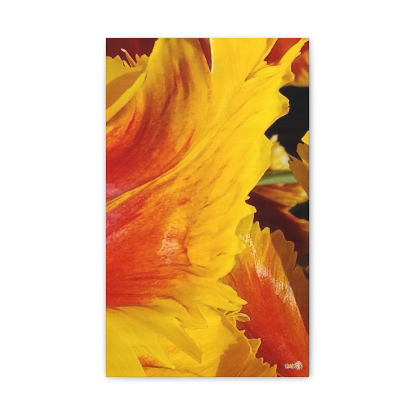 Fiery Yellow Red Tulip Canvas