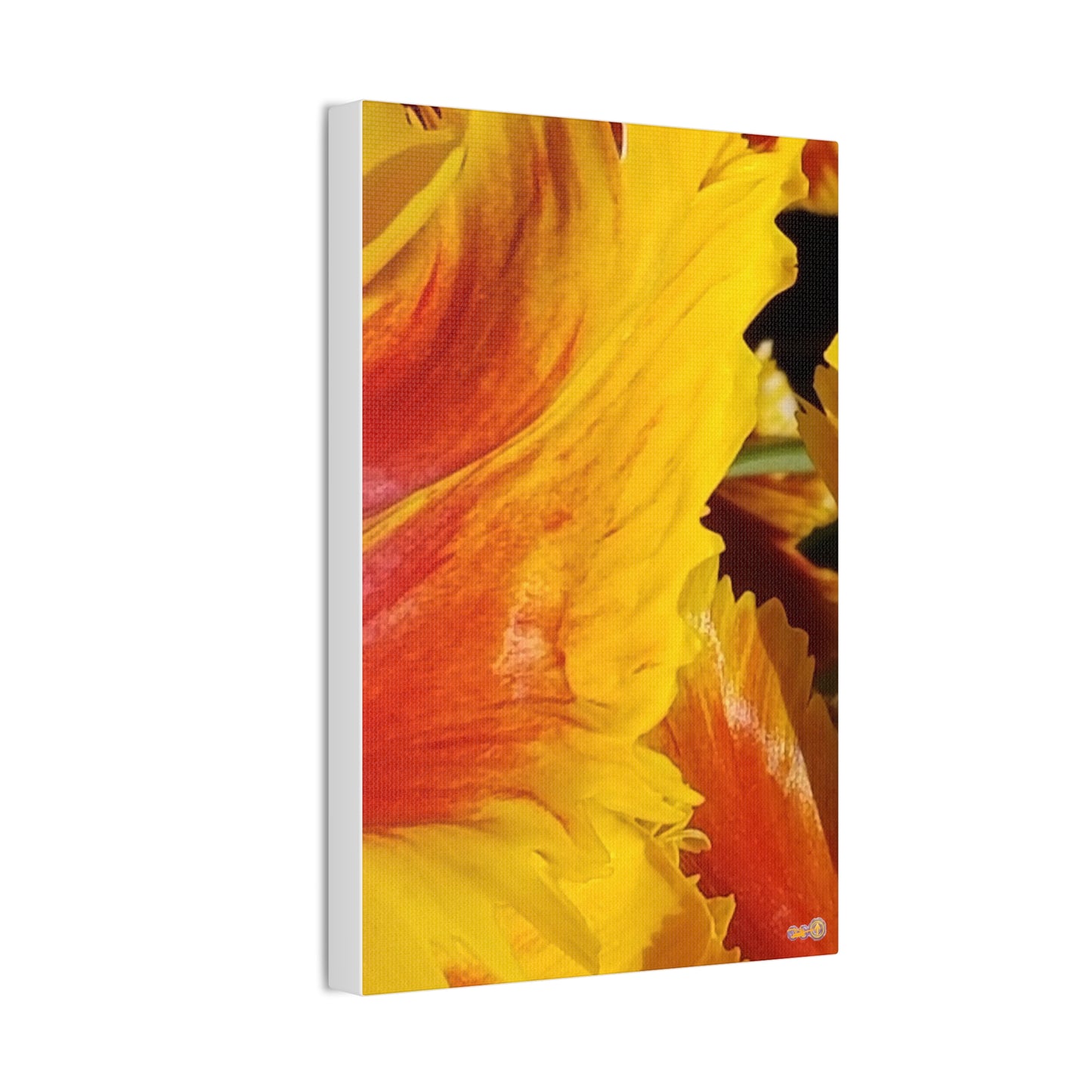 Fiery Yellow Red Tulip Canvas