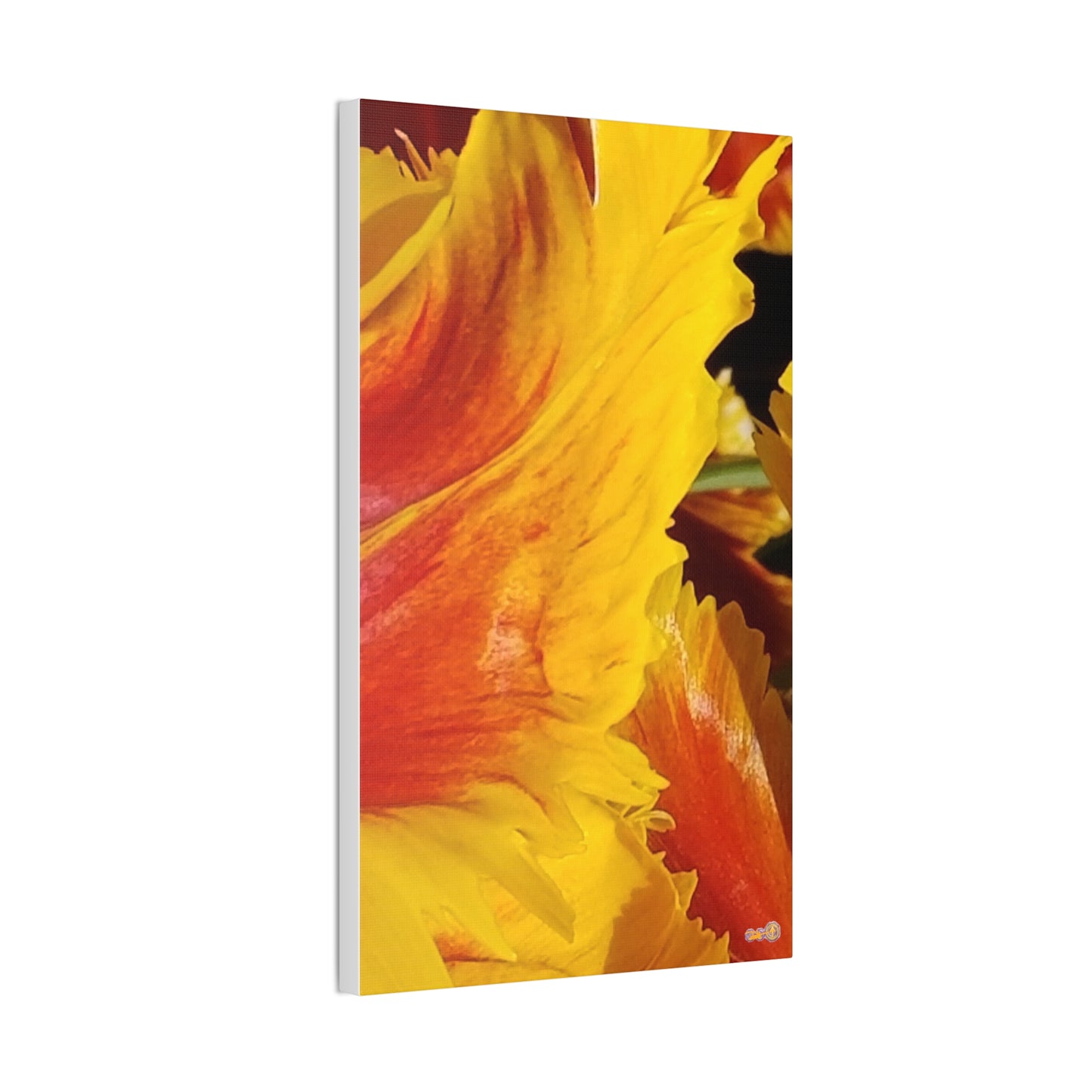 Fiery Yellow Red Tulip Canvas