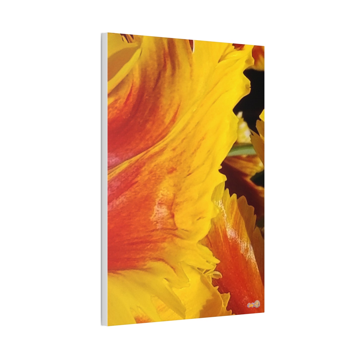 Fiery Yellow Red Tulip Canvas